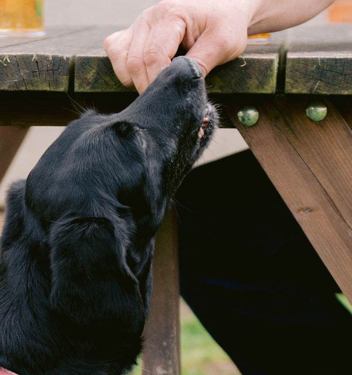 Dog Friendly Pub in Barnard Castle The Coach & Horses